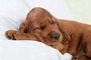 Pillow: Dog - Irish Setter - Puppy lying down on pillow asleep