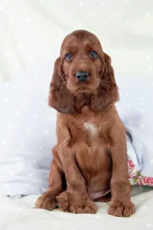 Pillow: Dog - Irish Setter - Puppy sitting down on pillow