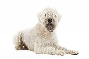 Wheaten: Dog - Irish soft coated wheaten terrier - in studio