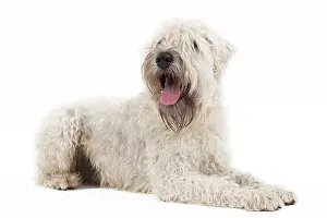 Wheaten: Dog - Irish soft coated wheaten terrier - in studio