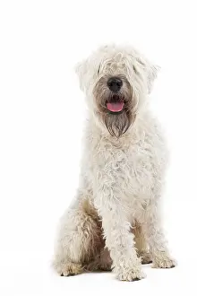 Wheaten: Dog - Irish soft coated wheaten terrier - in studio