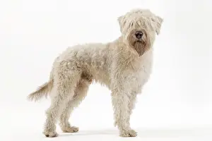 Wheaten: Dog - Irish soft coated wheaten terrier - in studio