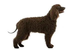 Liver: Dog - Irish Water Spaniel