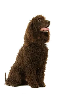 Liver: Dog - Irish Water Spaniel