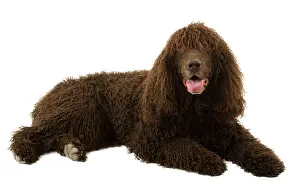 Liver: Dog - Irish Water Spaniel