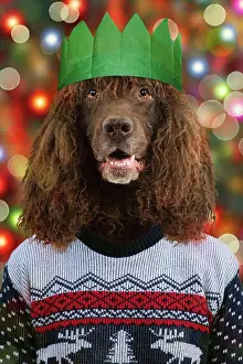Laughing: Dog