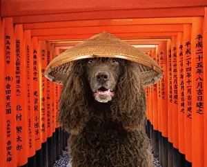 Gates: Dog - Irish Water Spaniel - wearing conical hat