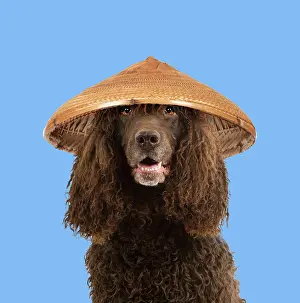100817: Dog - Irish Water Spaniel - wearing conical hat