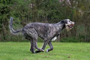 Wolfhound: Dog - Irish Wolfhound