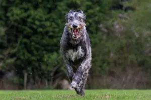 Wolfhound: Dog - Irish Wolfhound
