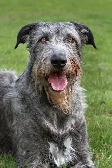 Wolfhound: Dog - Irish Wolfhound
