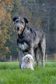 Maltaise: Dog - Irish Wolfhound with Maltese dog