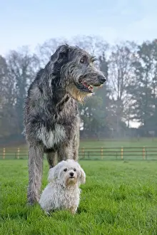 Maltaise: Dog - Irish Wolfhound with Maltese dog