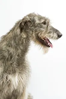 Steal: Dog - Irish Wolfhound - with mouth open