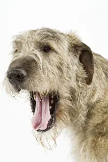 Steal: Dog - Irish Wolfhound - with mouth wide open