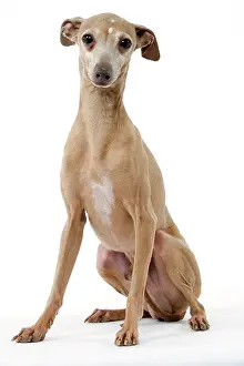 Greyhounds: Dog - Italian Greyhound