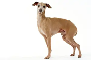 Worried: Dog - Italian Greyhound