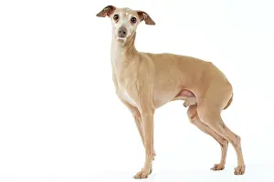 Greyhound: Dog - Italian Greyhound