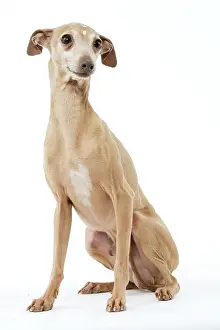 Greyhound: Dog - Italian Greyhound
