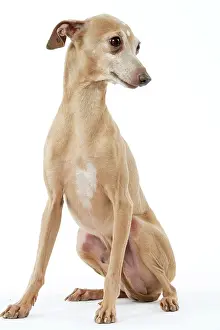 Greyhound: Dog - Italian Greyhound