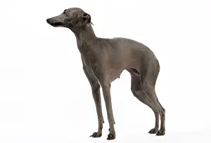Greyhound: Dog - Italian Greyhound