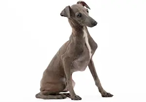 Greyhound: Dog - Italian Greyhound