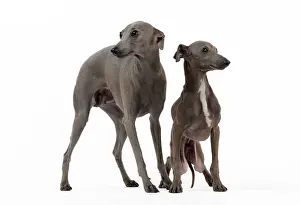 Greyhound: Dog - Italian Greyhound