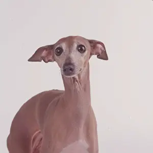 Worried: DOG - ITALIAN GREYHOUND Close-up showing silky coat