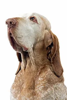 Braque: Dog - Italian Pointer - (Braque Italien)