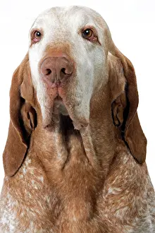 Braque: Dog - Italian Pointer - (Braque Italien)