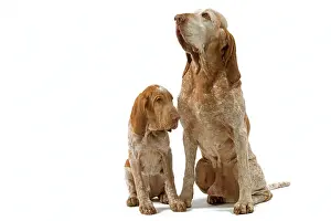 Italiano: Dog - Italian Pointer with puppy - Sitting down