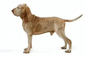 Italiano: Dog - Italian Pointer - Standing