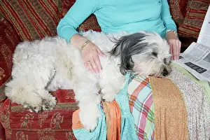 Owners: DOG - with it's head on owner's lap
