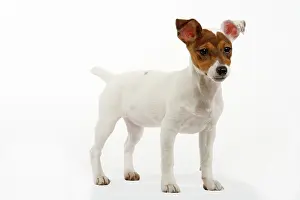 Russel: Dog - Jack Russel (4 month puppy)