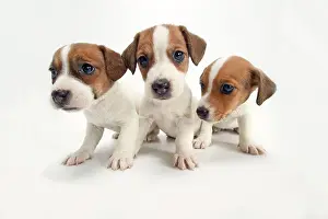 Russel: DOG - Jack Russel Terrier, three puppies