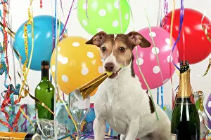 Congratulations: DOG. Jack Russell