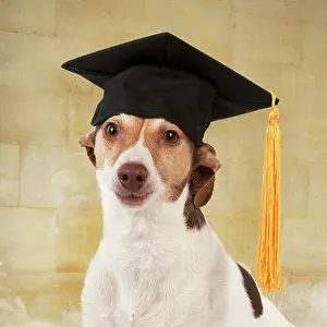 Boards: DOG. Jack Russell