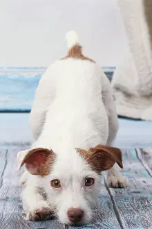 Bowing: Dog Jack Russell