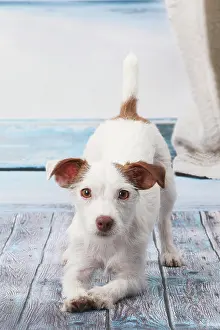 Yoga: Dog Jack Russell
