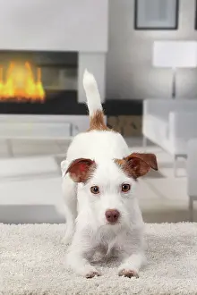 Yoga: Dog Jack Russell
