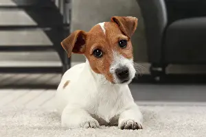 Russells: Dog Jack Russell