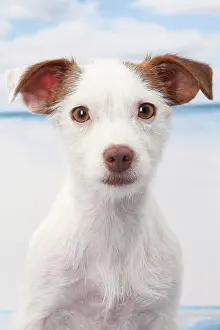 Russells: Dog Jack Russell