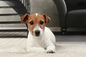 Russells: Dog Jack Russell