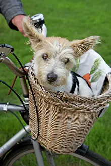 Bikes: Dog - Jack Russell - in a bicycle basket