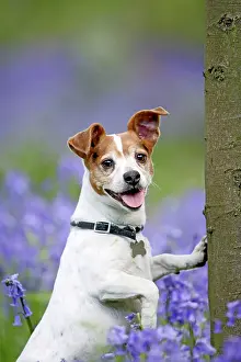Jack: Dog - Jack Russell - in bluebell wood