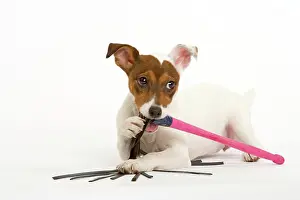 Chew: Dog - Jack Russell - chewing toy