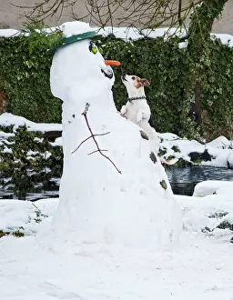 Steal: Dog - Jack Russell - climbing up snowman about