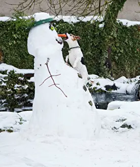 Steal: Dog - Jack Russell - climbing up snowman about
