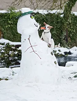 Stealing: Dog - Jack Russell - climbing up snowman stealing