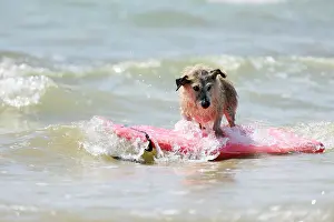 Surfing: DOG. Jack russell cross breed surfing